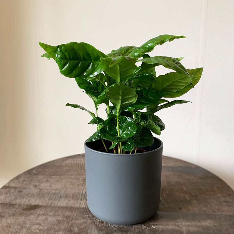 Coffee Plant