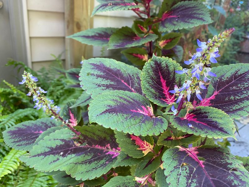 Coleus