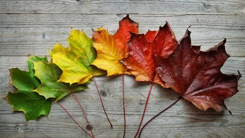 Color-Changing Foliage