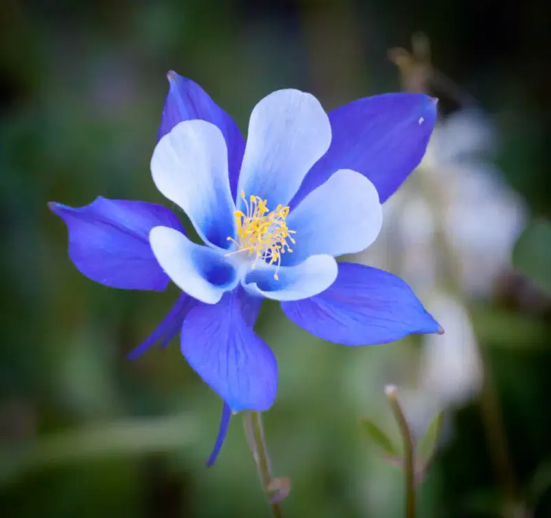 Colorado Blue Columbine