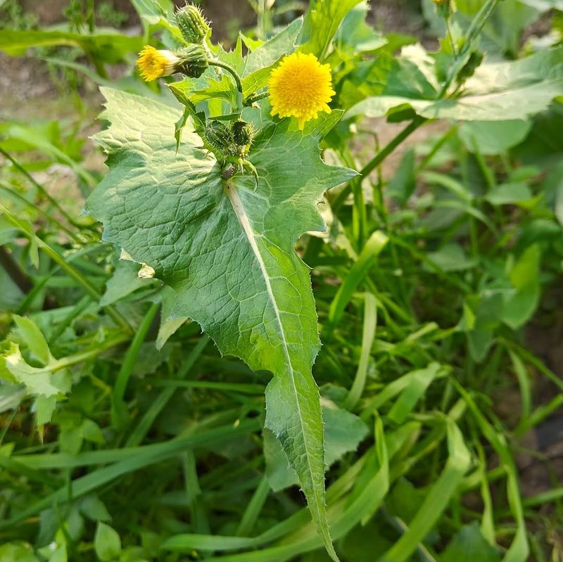 Coltsfoot