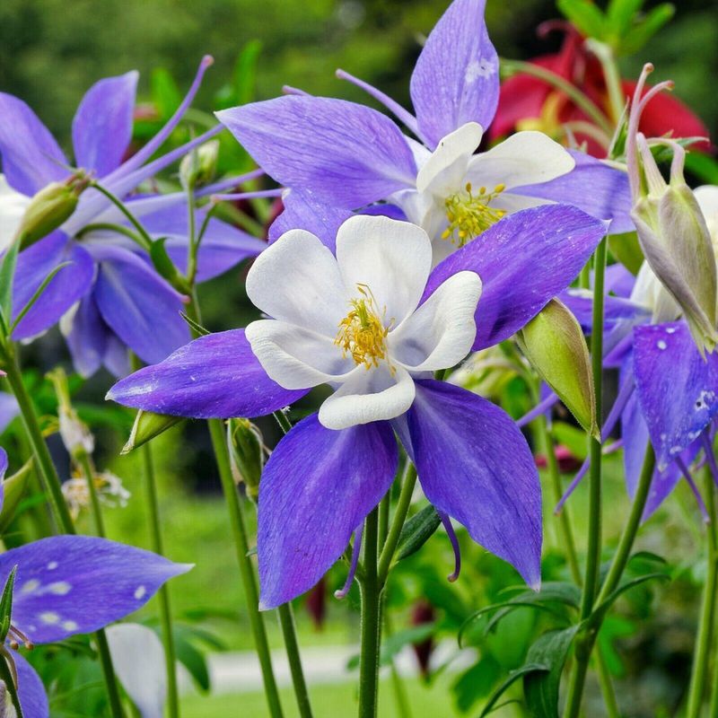 Columbine (Aquilegia vulgaris)