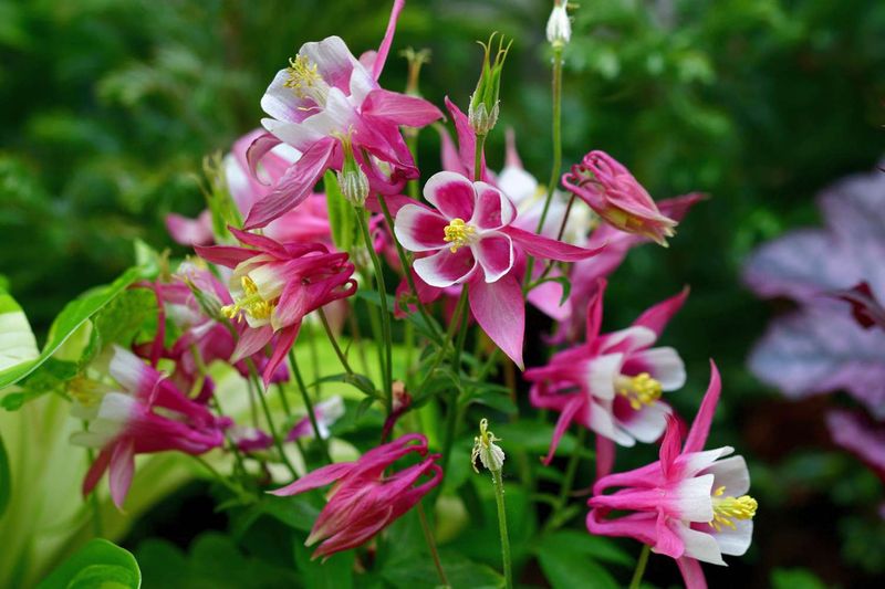 Columbines