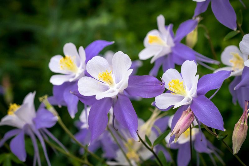 Columbines