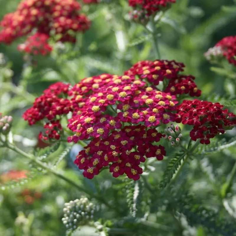 Common Yarrow