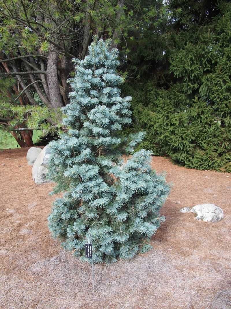 Compact White Fir