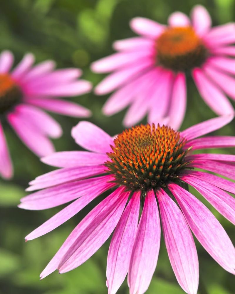 Coneflower