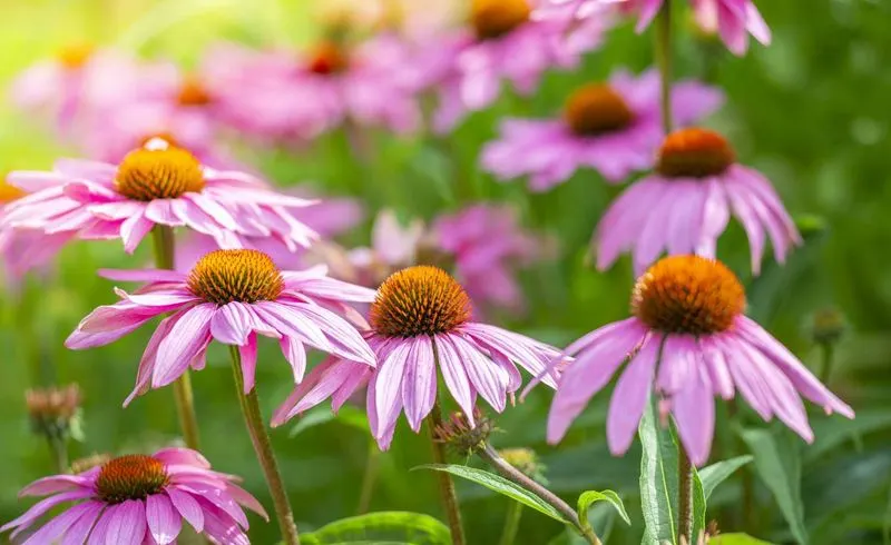 Coneflower