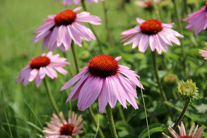 Coneflower