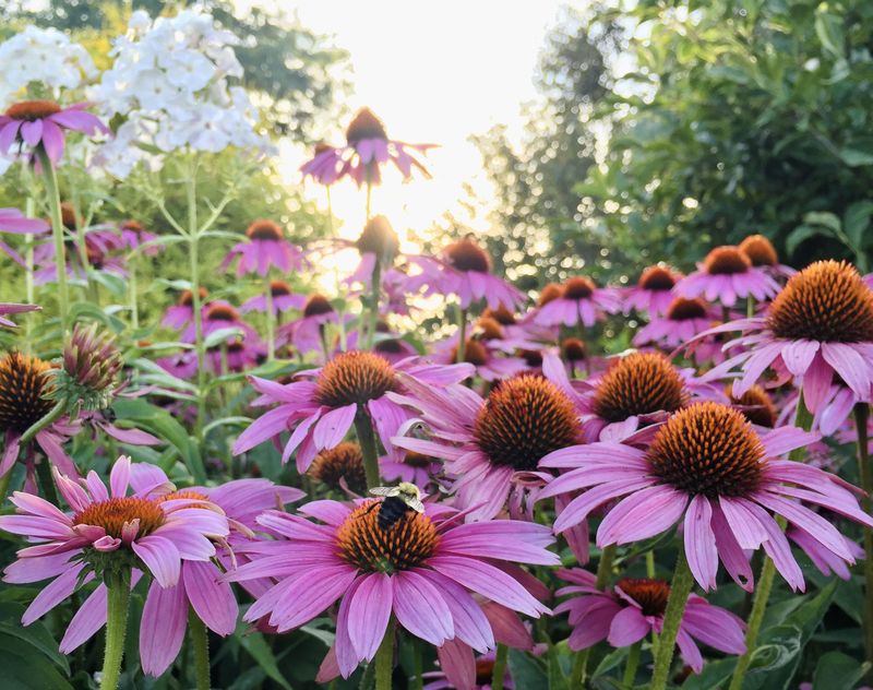 Coneflower