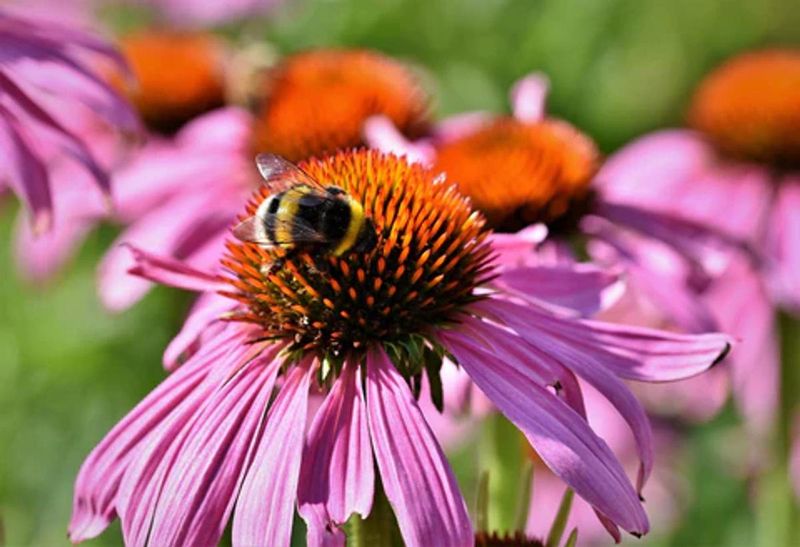 Coneflower