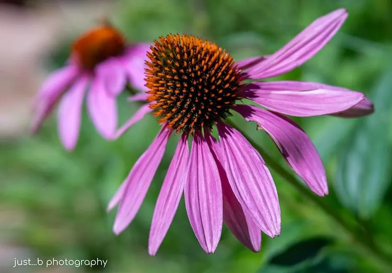 Coneflower