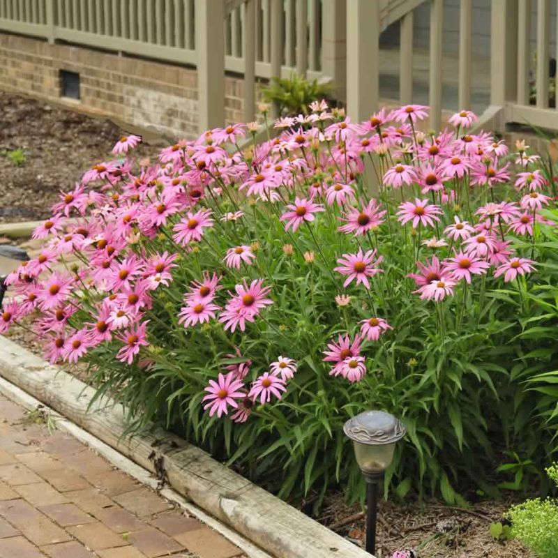 Coneflower (Echinacea purpurea)