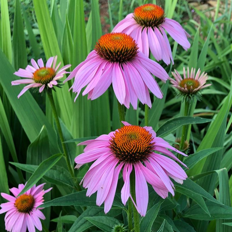 Coneflower (Echinacea)