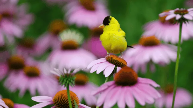 Coneflower (Echinacea)