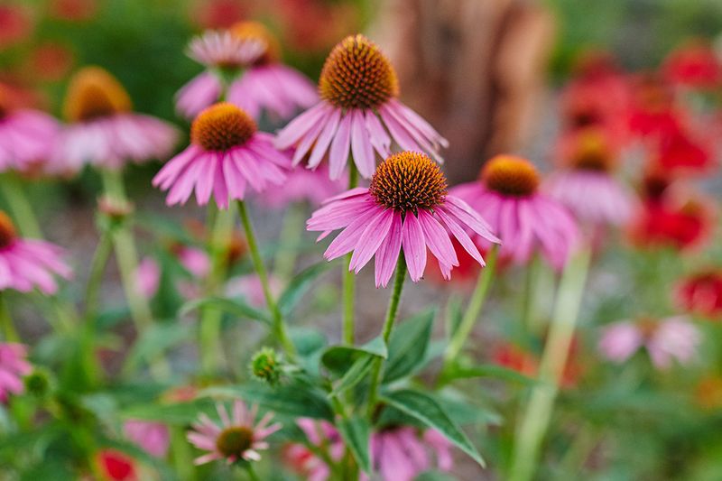 Coneflowers