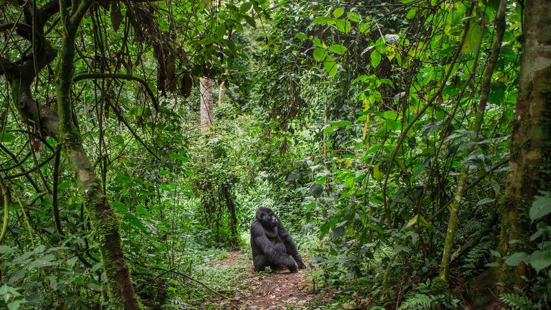 Congo Basin Rainforest, Central Africa