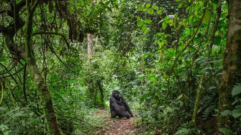 Congo Basin Rainforest, Central Africa