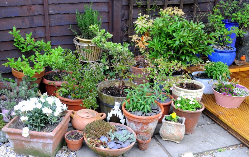 Container Gardens