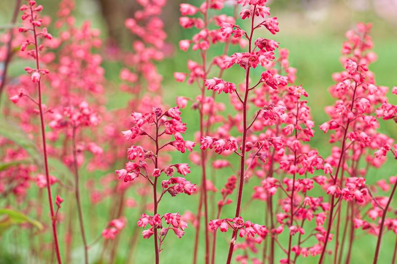 Coral Bells