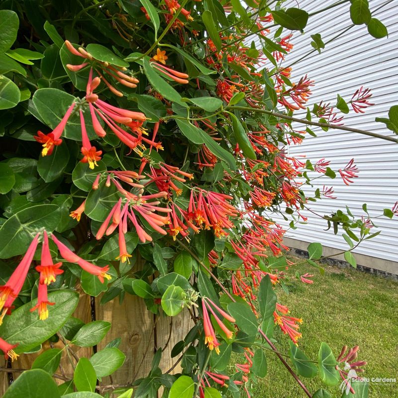 Coral Honeysuckle