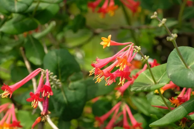 Coral Honeysuckle