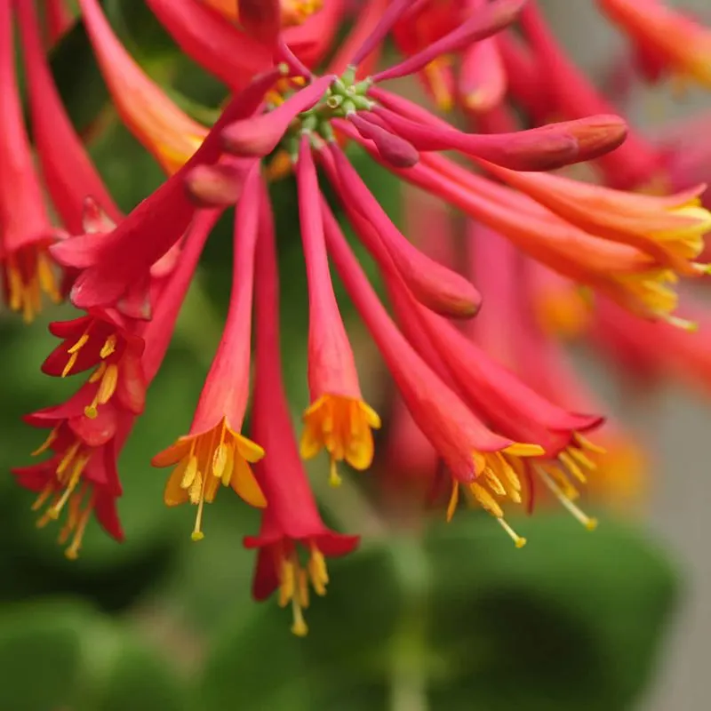 Coral Honeysuckle