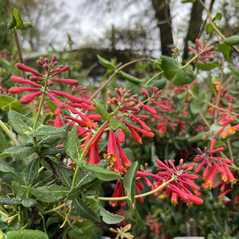 Coral Honeysuckle