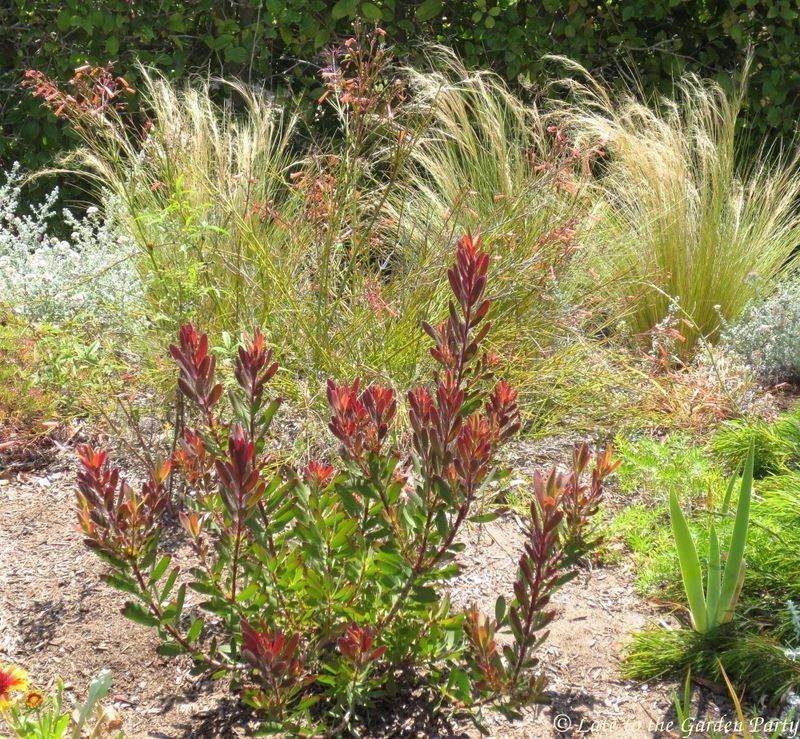 Coral Sunset Grass