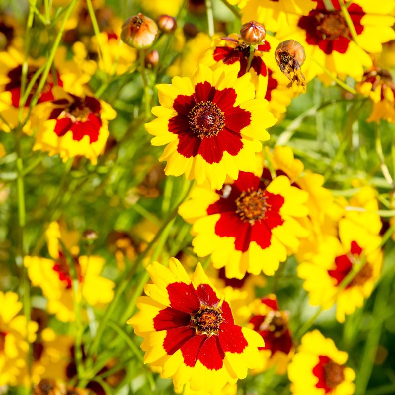 Coreopsis