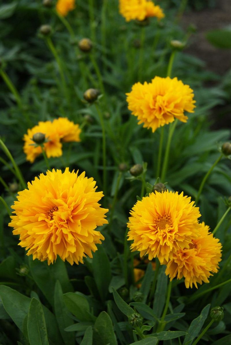 Coreopsis