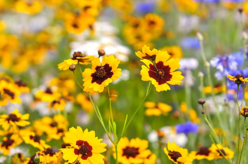 Coreopsis