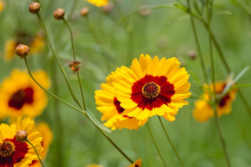 Coreopsis