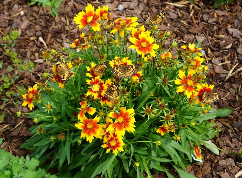 Coreopsis