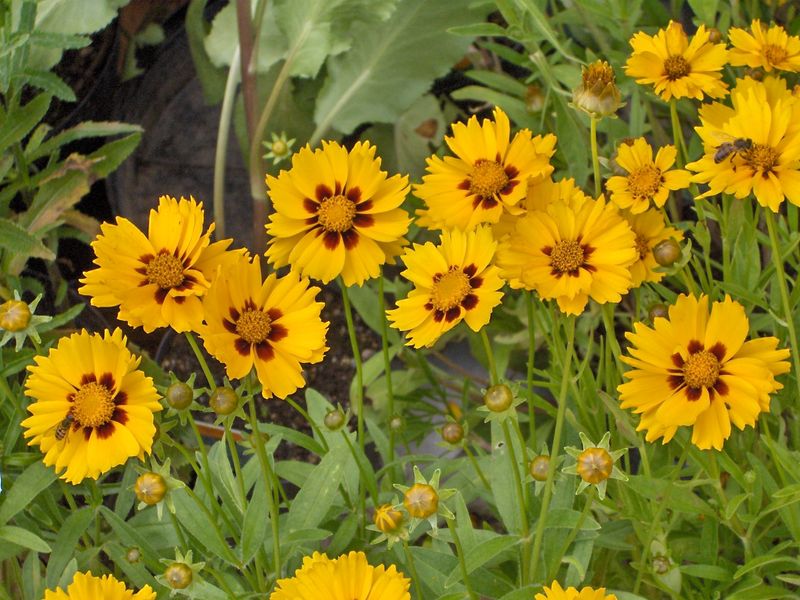 Coreopsis