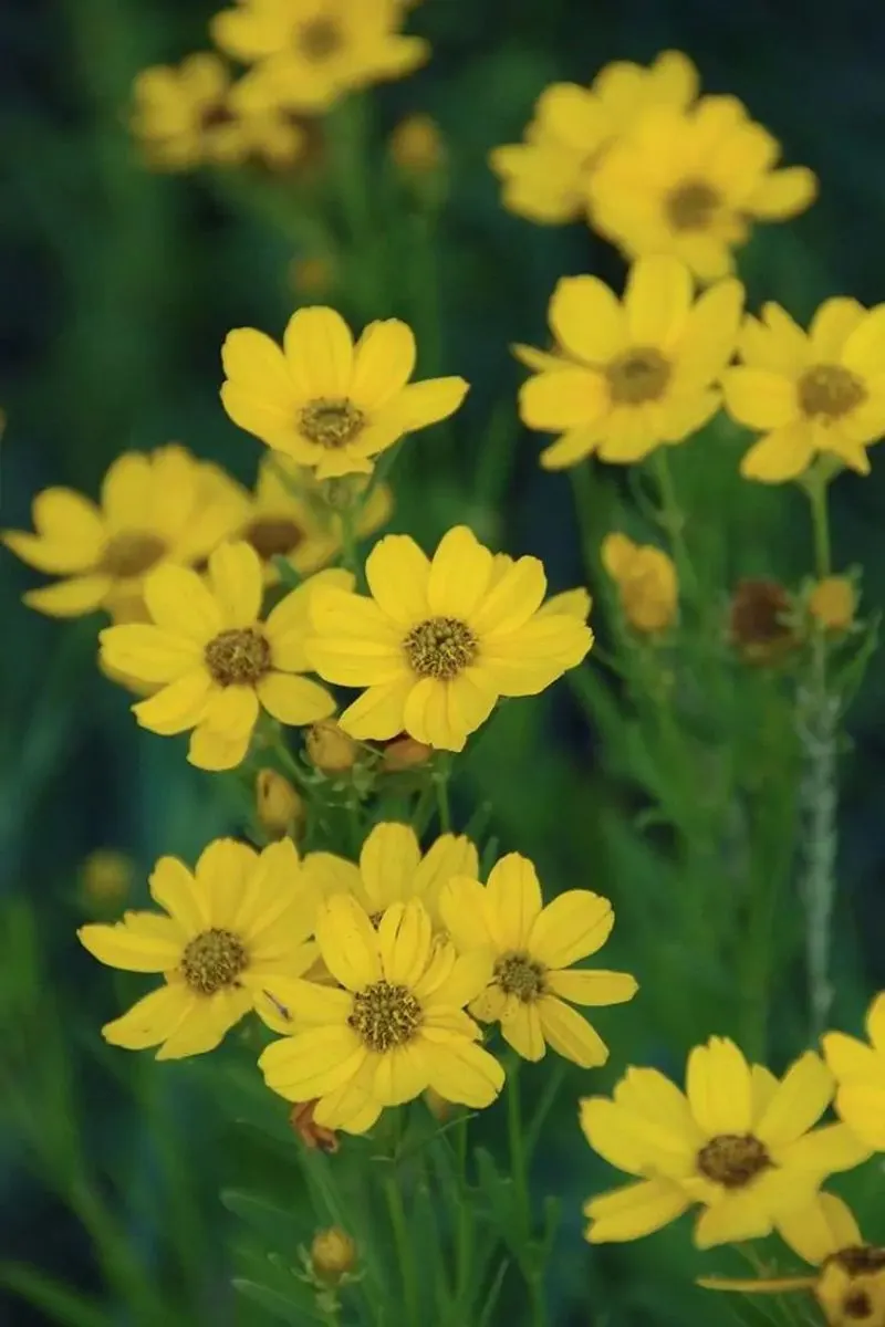 Coreopsis