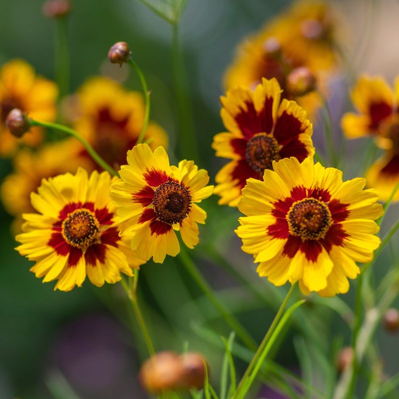 Coreopsis