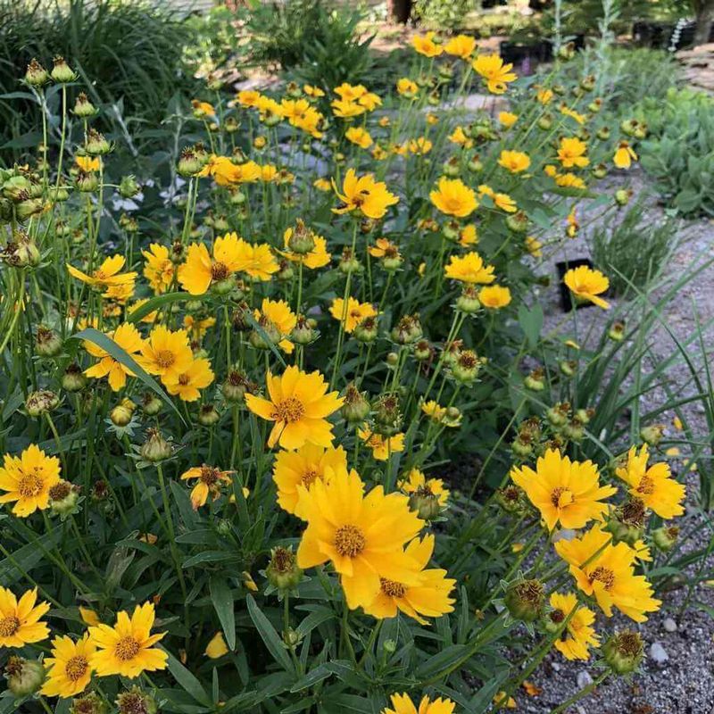 Coreopsis