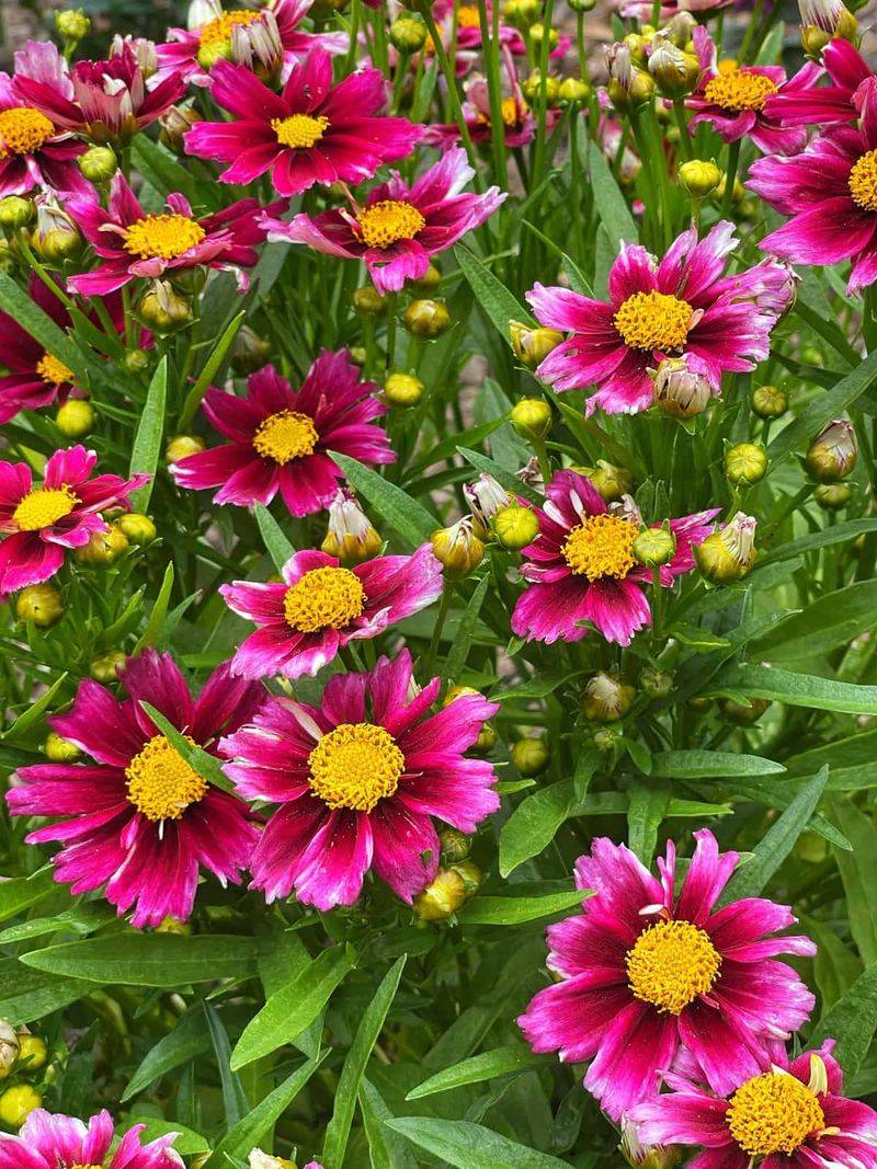 Coreopsis (Tickseed)