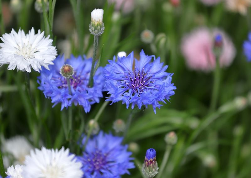 Cornflower (Centaurea cyanus)