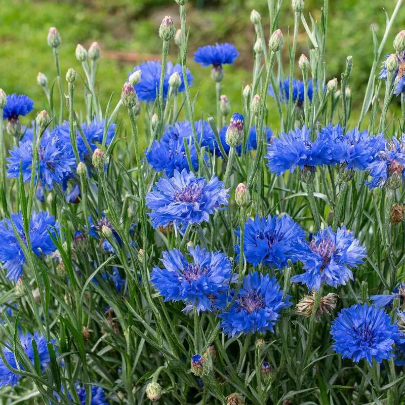 Cornflower