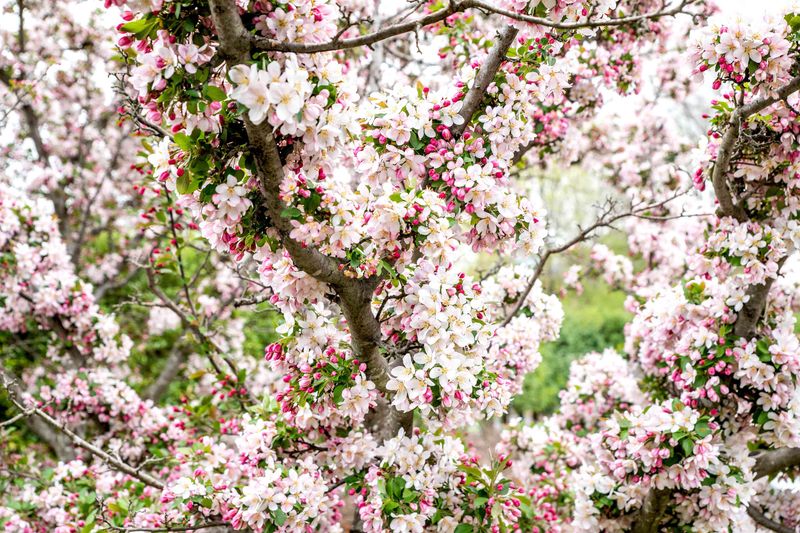 Crabapple (Malus spp.)