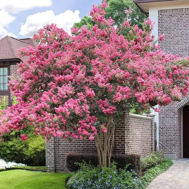 Crape Myrtle