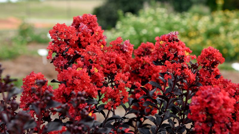 Crape Myrtle