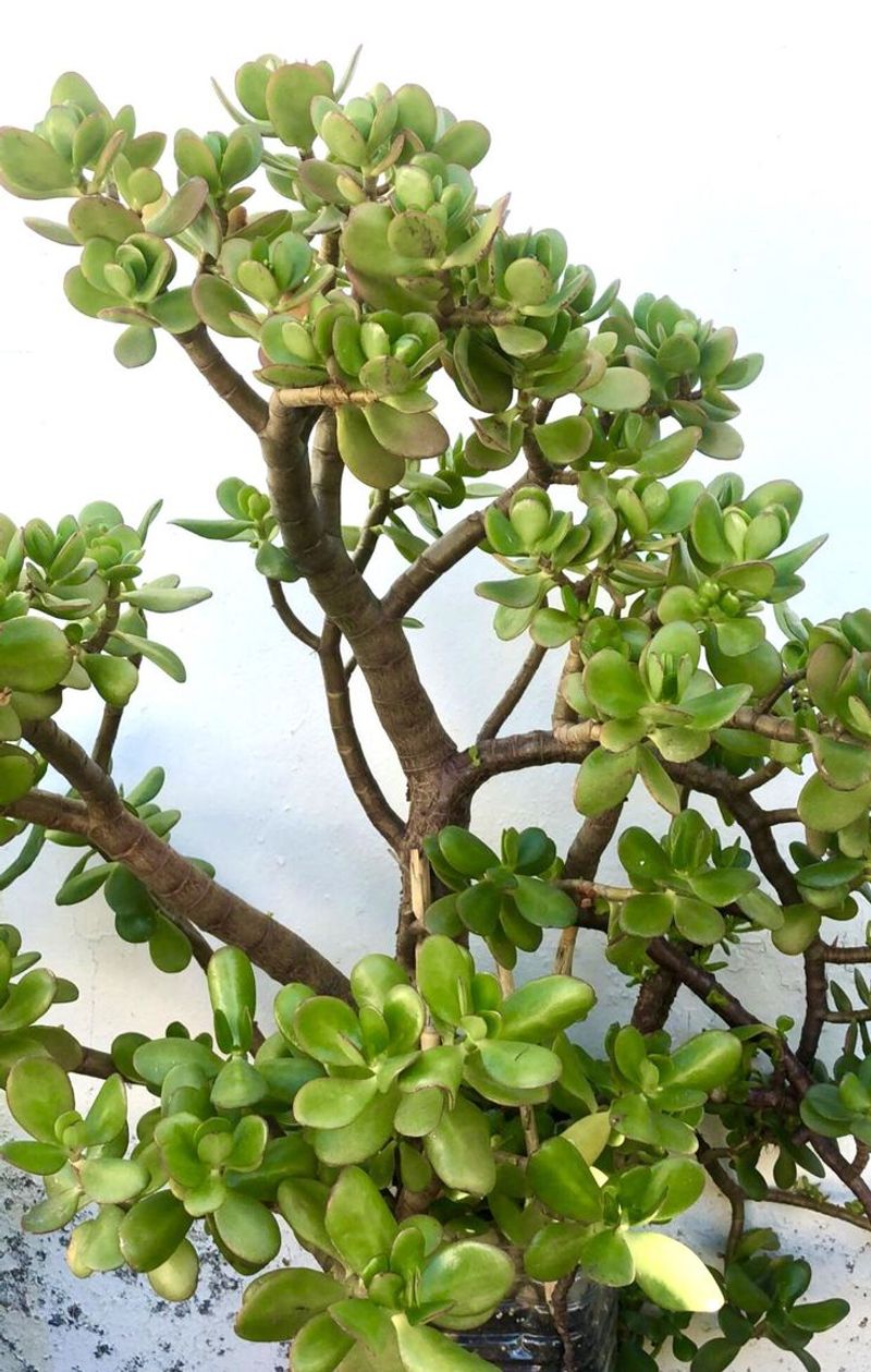 Crassula Ovata