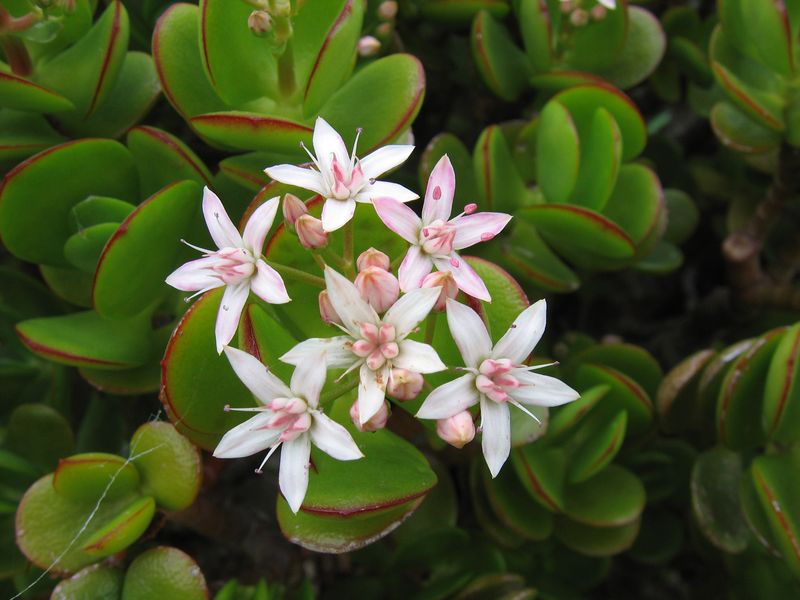 Crassula Ovata