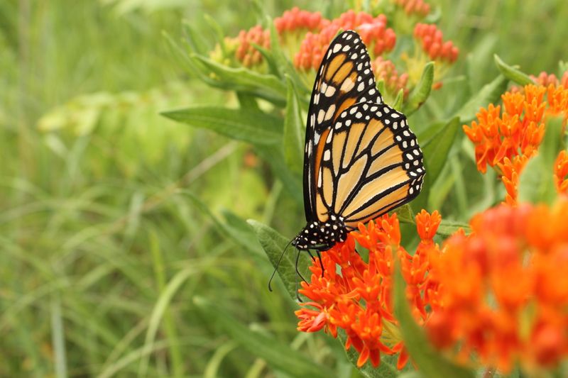 Create Butterfly Zones