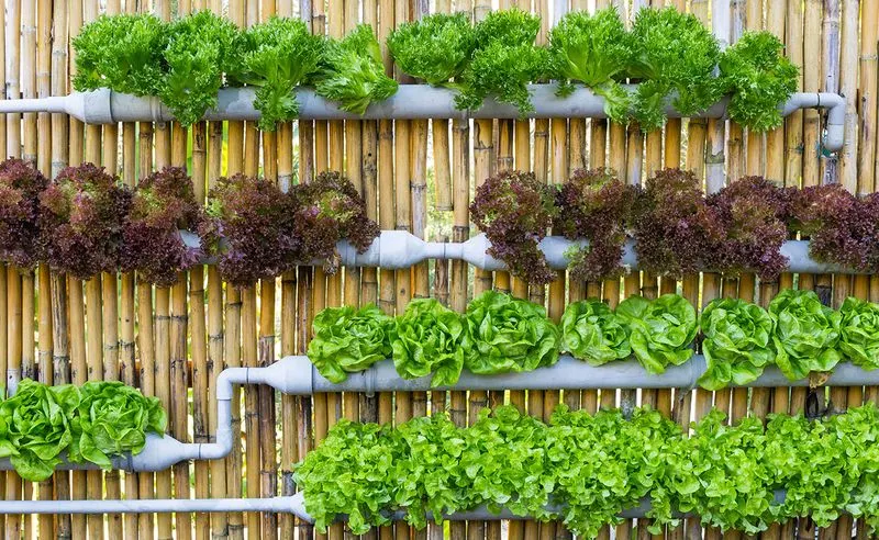 Create Vertical Gardens