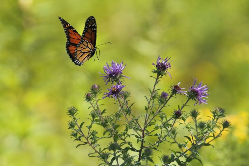 Creating a Butterfly Garden