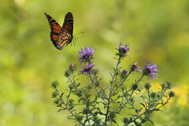 Creating a Butterfly Garden